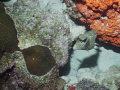   Smooth Trunkfish  